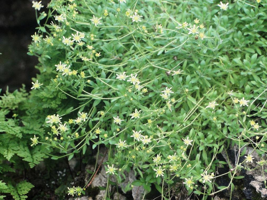 Saxifraga presolanensis / Sassifraga della Presolana